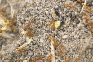 Fire ant bait debate heats up