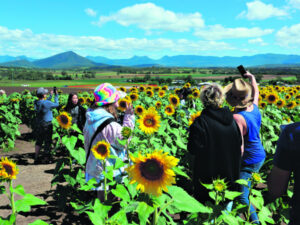 From lucerne lows to horticulture highs