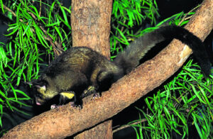 Artificial tube nest project a glider godsend