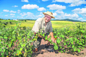 Local history of a now obscure berry
