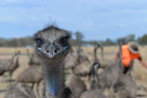 Covid-19 drives Coleyville emu farm expansion
