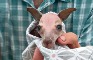 Three month upsurge in injured wildlife call outs