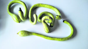 That’s one long zucchini