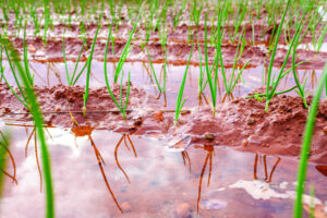 Support system floated for flood affected farmers