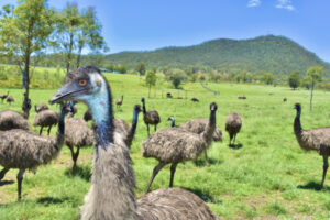 Farming emus in the quest for ‘liquid gold’