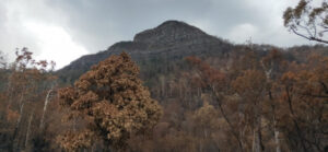 Brigades called in to extinguish gap timber fire