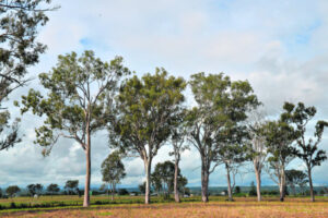 Call to make the blue gum our flagship tree