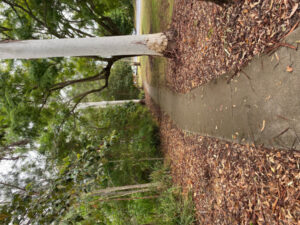 Collective chorus for more footpaths at Kooralbyn