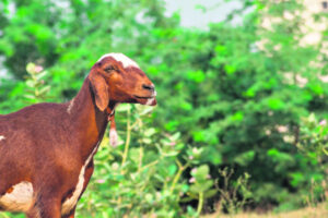 Firefighting goats guzzle fuel loads
