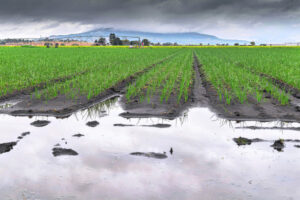 ‘Good’ August rains defy forecast deluge