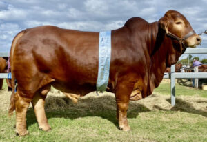 Booyah for View Field from Boonah and beyond