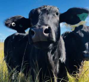 Back to roots, more than agritourism at Rosevale for couple