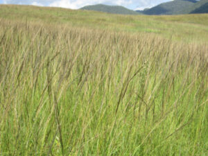Incorrect weed management renders pastures useless