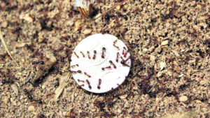 Fire ants on the march in neighbouring cities