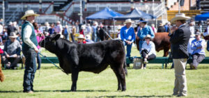Scenic Rim new home of Ekka beef competition