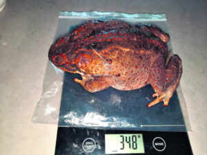 ‘Bigger than my chihuahua’: monster Cane Toads among almost 9,000 busted