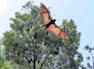 Funds to help Scenic Rim residents and flying foxes co-exist