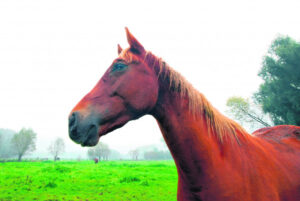 Horse’s mystery death in Southern Queensland revealed as new Hendra strain