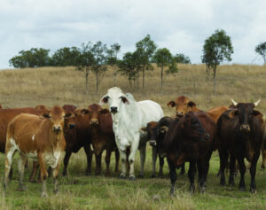 Friday deadline on Cattle Australia consultation