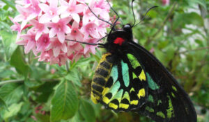 $60,000 bid to turn paddock into Birdwing reserve