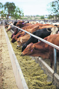 Numbers beefed up by red meat industry