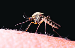 Japanese Encephalitis – a mosquito born virus in pigs, humans now on the sick list