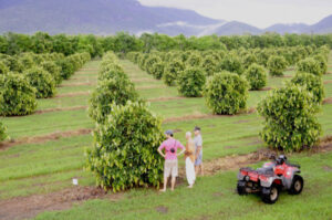 Achacha plantation a world first for FNQ growers