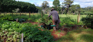 Growing and going for over 100 years