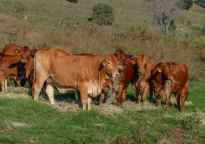 Droughtmaster bull View Field Issac a heavyweight winner