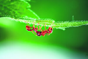 Fire ant program’s ‘unexpected’ push for more than original $411M