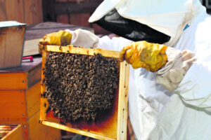 Border rule change to protect bee health
