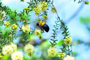 The Beauty of Life – A buzz in the air