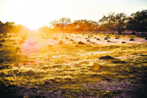 Fire ant control changes may have dire impact