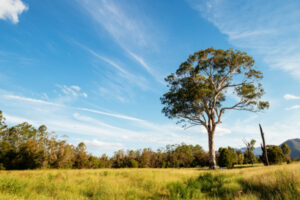 An established equine property hits the market in the Scenic Rim