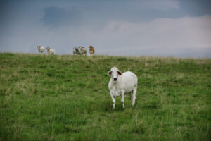 Bali virus puts livestock farmers on high alert