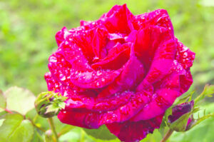 Roses and succulents winners at Garden Club