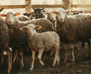 Grant to ‘beef’ up red-meat exports