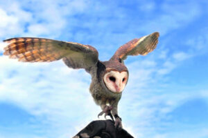 ‘Legally there’s a big difference’: government to ditch threatened species’ recovery plans