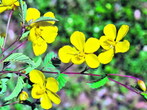 Farmers and ‘plant nerds’ on a quest to capture every plant in SE Queensland