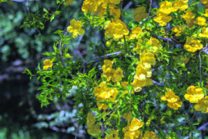 Deceptively beautiful blooming roadside invader