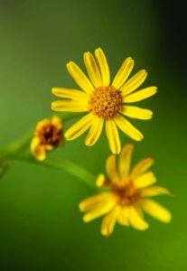 Fireweed ‘window of opportunity’ to treat is almost up