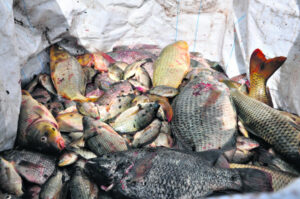 Letter to the Editor – Tilapia: why is nothing being done?