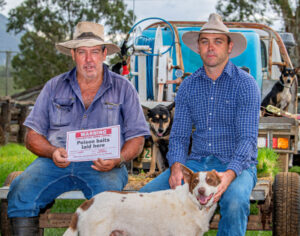 Feral dog cull call to action