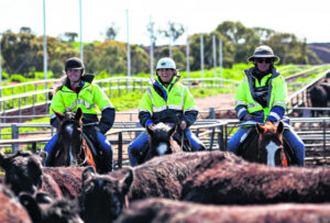 Massive meat company wins multiple awards