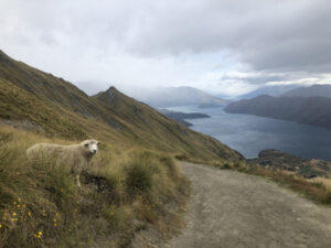 Prepping for the mountain: A NZ food and wine tour