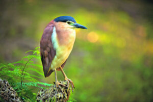 Finding a name for those welcome backyard visitors