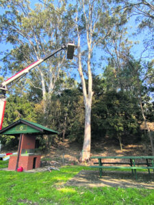 ‘Unsafe’ tree lopped for re-habitation