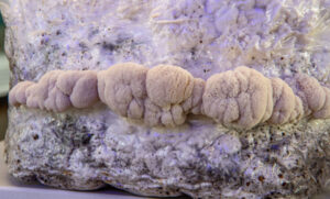 Mushroom meds boost brain power