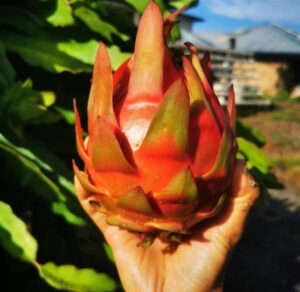 Programmer control alt deletes and enters farming