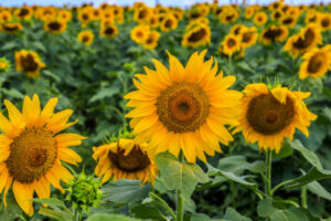 Thousands flock to Kalbar for sunflower festival